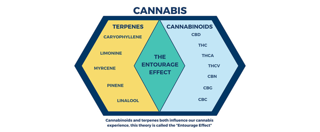 entourage effect between terpenes and cannabinoids