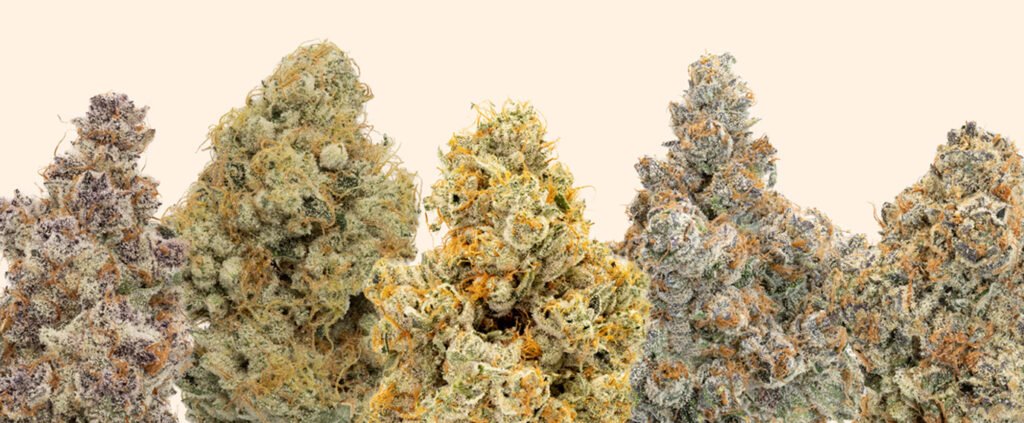 cannabis plants