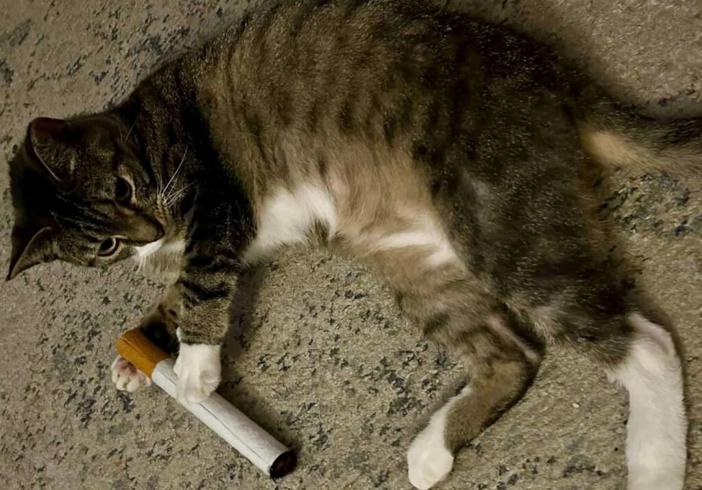 cat smoking cigarette